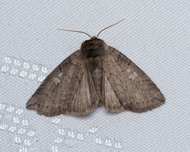 Tethea or - bélyeges pihésszövő