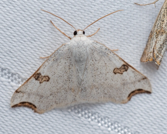 Eilicrinia cordiaria - fehér fűzfaaraszoló