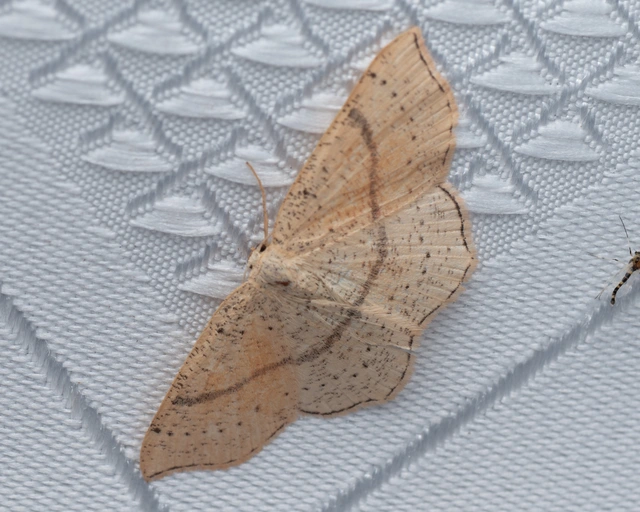 Cyclophora punctaria - sávos pettyesaraszoló