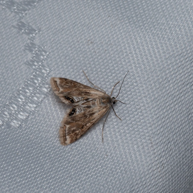 Cataclysta lemnata - békalencsemoly