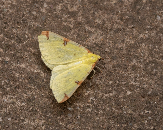 Opisthograptis luteolata - citromsárga araszoló