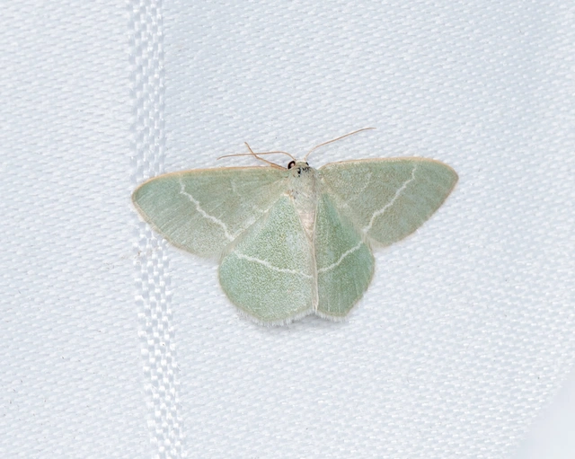 Chlorissa viridata - üdezöld araszoló