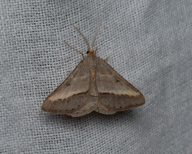 Tephrina arenacearia - lucerna-araszoló