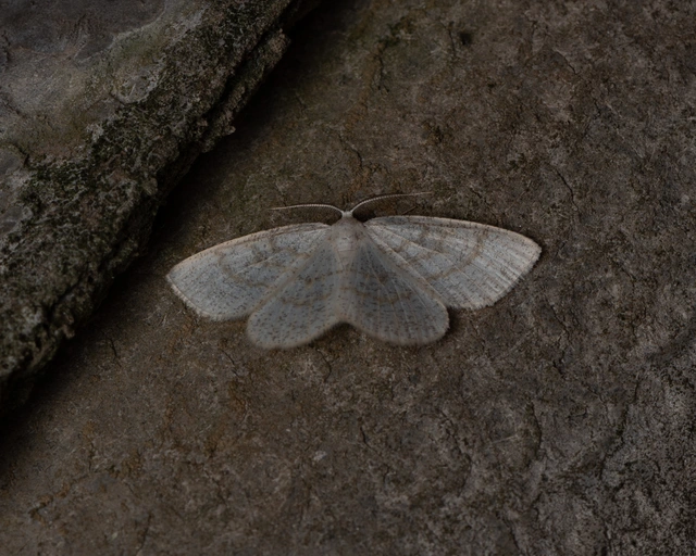 Cabera exanthemata - pettyes égeraraszoló