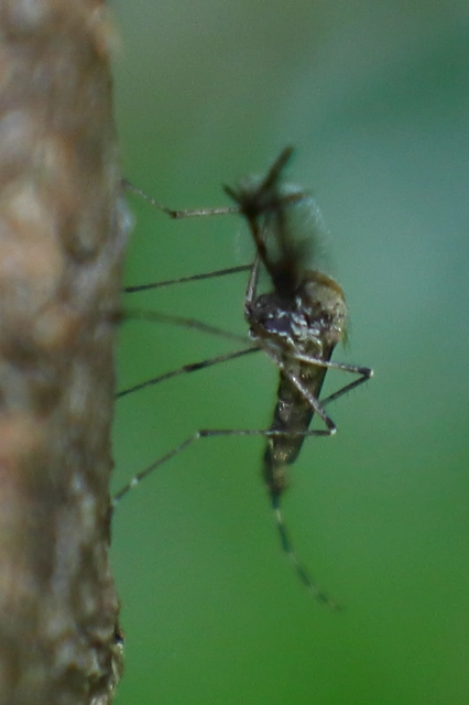 Ochlerotatus annulipes -  balatoni szúnyog