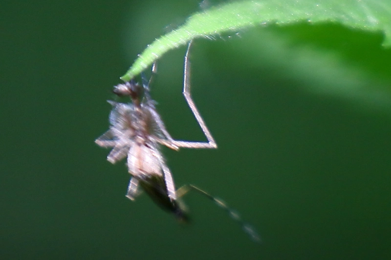 Ochlerotatus annulipes -  balatoni szúnyog