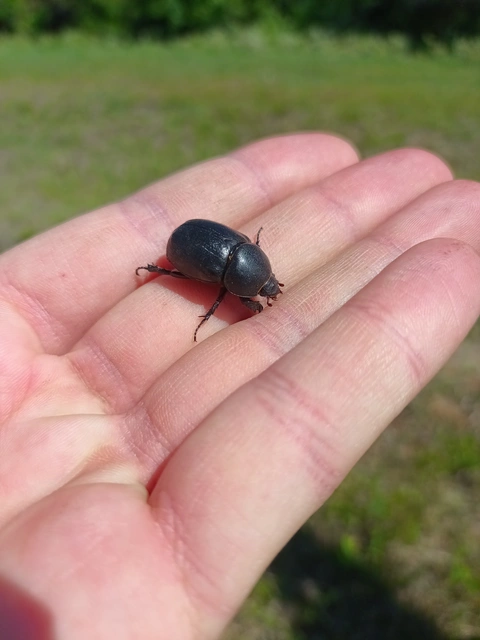 Pentodon idiota - butabogár
