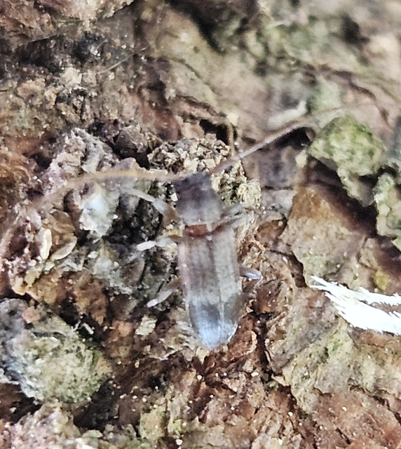 Exocentrus lusitanus - hársfa-rőzsecincér