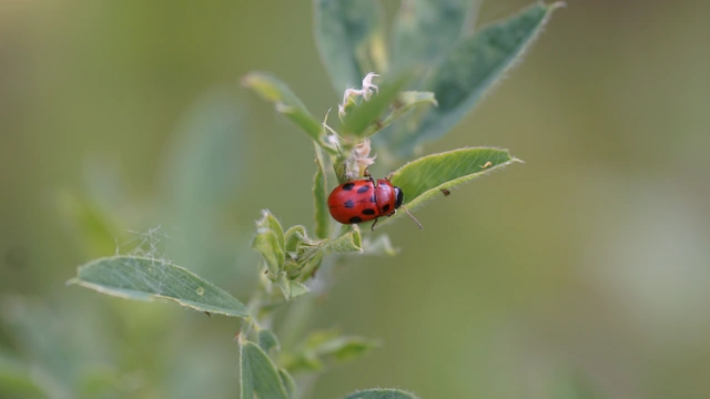 Gonioctena fornicata - közönséges lucernabogár
