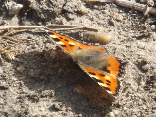 Nymphalis urticae - kis rókalepke Nymphalis urticae - kis rókalepke