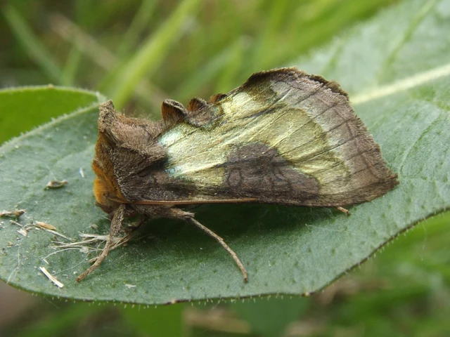Diachrysia stenochrysis - rejtőző aranybagoly