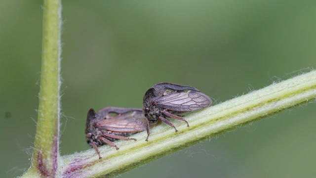 Centrotus cornutus - szarvaskabóca