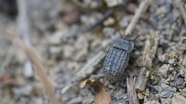 Opatrum sabulosum - sároshátú gyászbogár