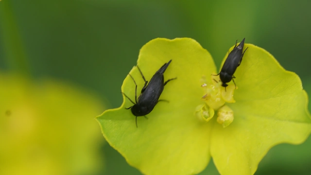 Mordellidae - marókafélék