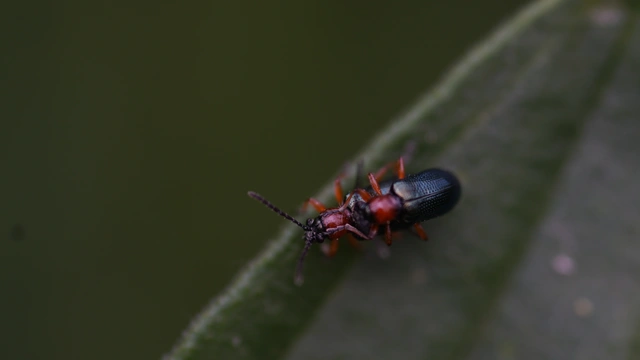 Oulema melanopus/duftschmidi