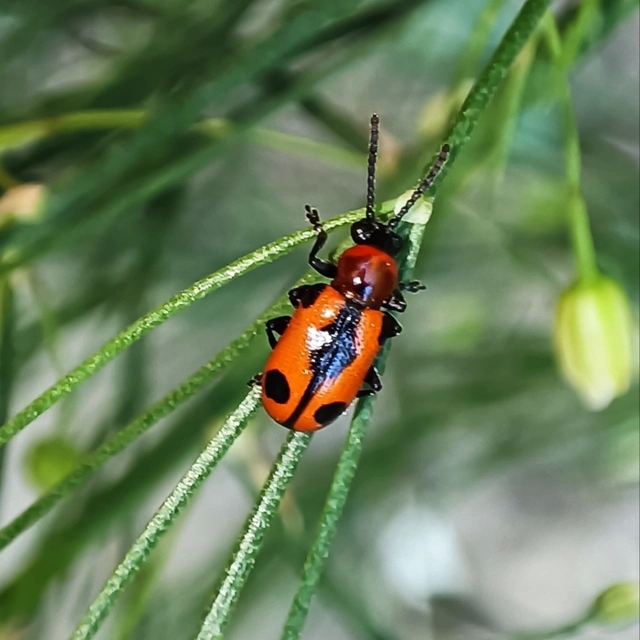 Crioceris quinquepunctata - ötpontos spárgabogár Crioceris quinquepunctata - ötpontos spárgabogár