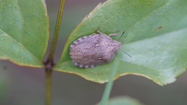Eurygaster
