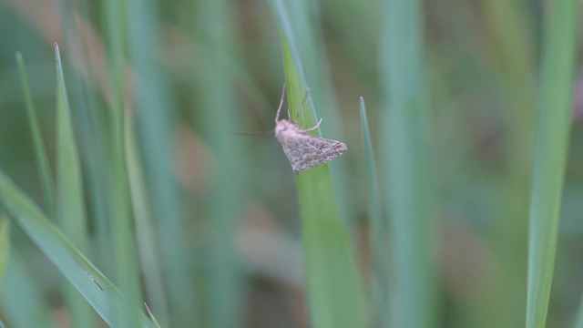 Evergestis frumentalis - tavaszi dudvamoly