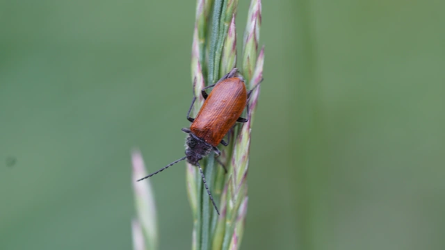 Omophlus proteus - közönséges pejbogár Omophlus proteus - közönséges pejbogár