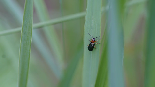 Oulema melanopus/duftschmidi