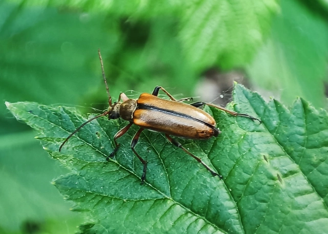 Cortodera humeralis - négyfoltos cserjecincér