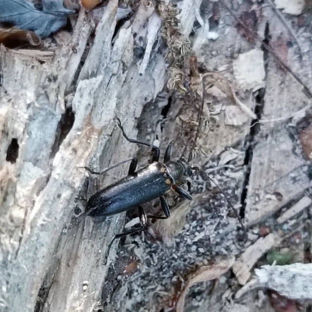 Cortodera humeralis - négyfoltos cserjecincér