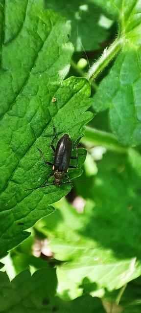 Cortodera humeralis - négyfoltos cserjecincér