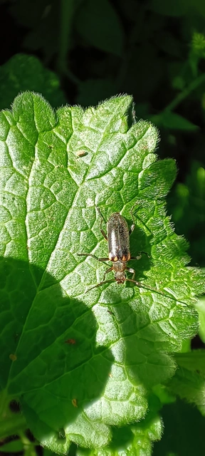 Cortodera humeralis - négyfoltos cserjecincér