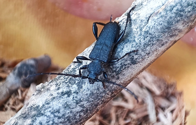 Ropalopus macropus - kis facincér Ropalopus macropus - kis facincér