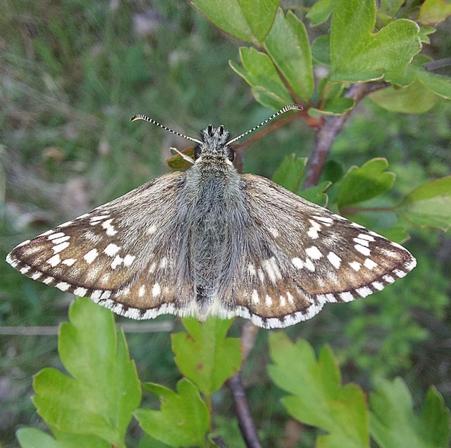 Pyrgus carthami - nagy busalepke