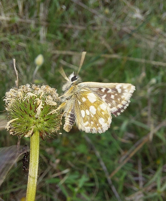 Spialia orbifer - törpe busalepke