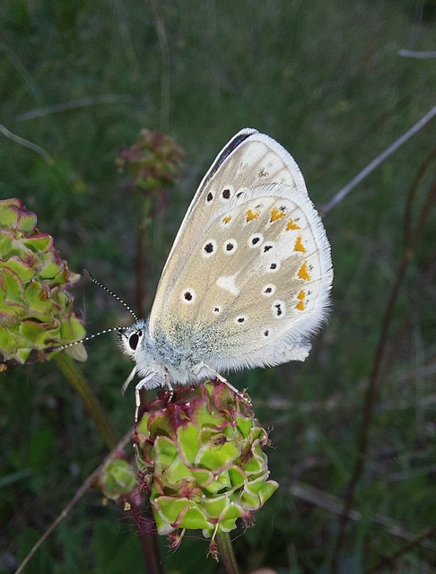 Polyommatus dorylas - fénylő boglárka