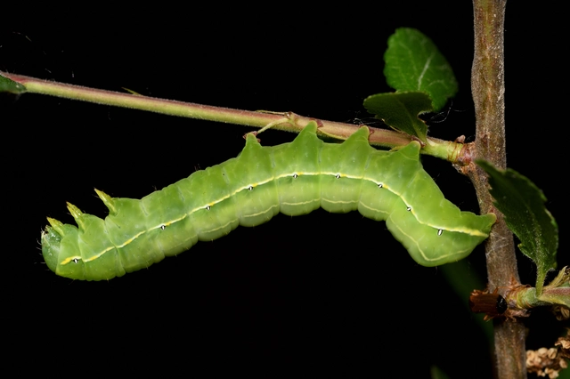 Asteroscopus sphinx - csillagnéző bundásbagoly