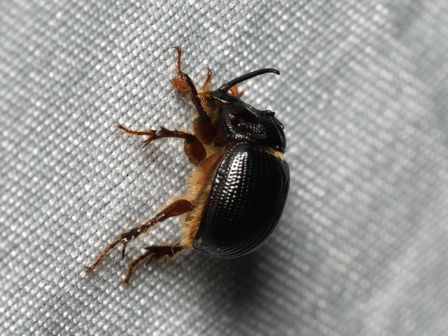 Odonteus armiger - mozgószarvú álganéjtúró