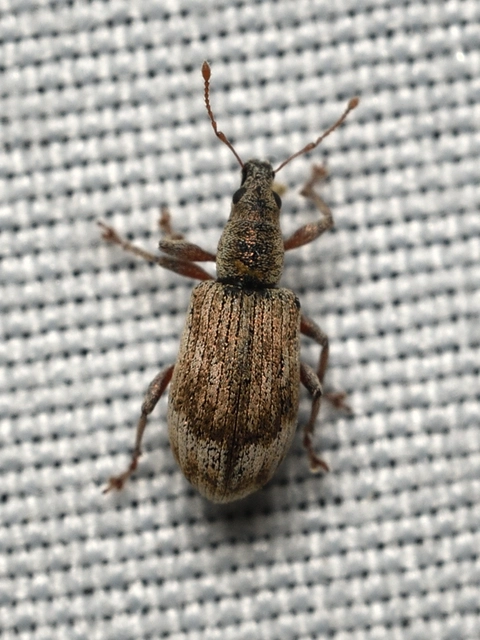 Polydrusus tereticollis - szalagos lombormányos