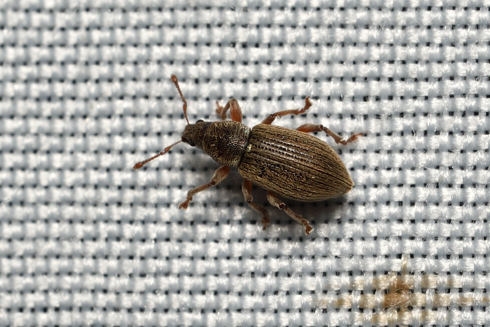 Polydrusus marginatus - szegélyes lombormányos