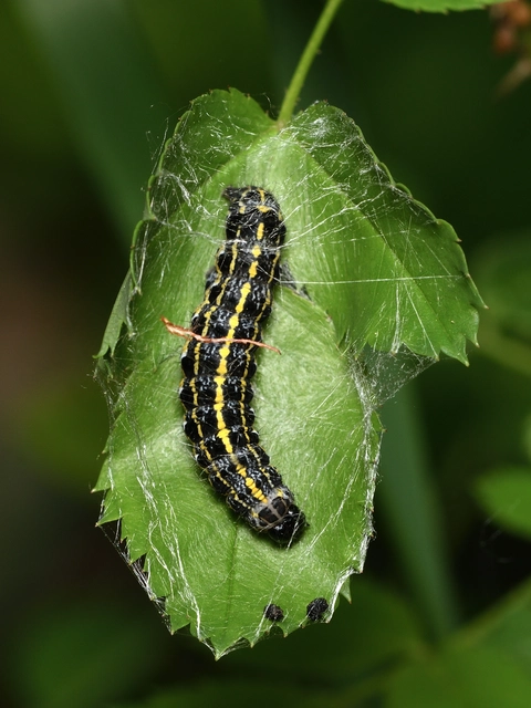 Orthosia miniosa - sárgás barkabagoly