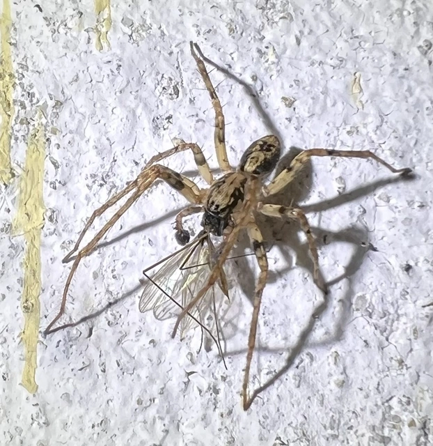 Anyphaena accentuata - jegyespók