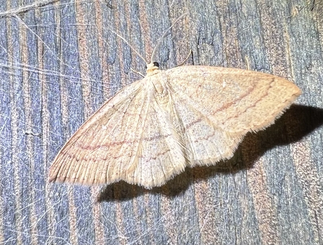Cyclophora linearia - vonalas pettyesaraszoló