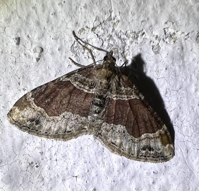 Xanthorhoe ferrugata - kerti tarkaaraszoló