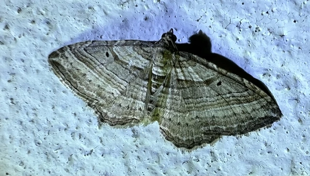 Costaconvexa polygrammata - soksávú araszoló