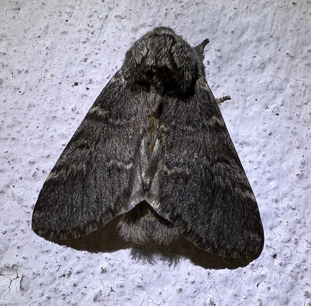 Drymonia ruficornis - cserfa-púposszövő