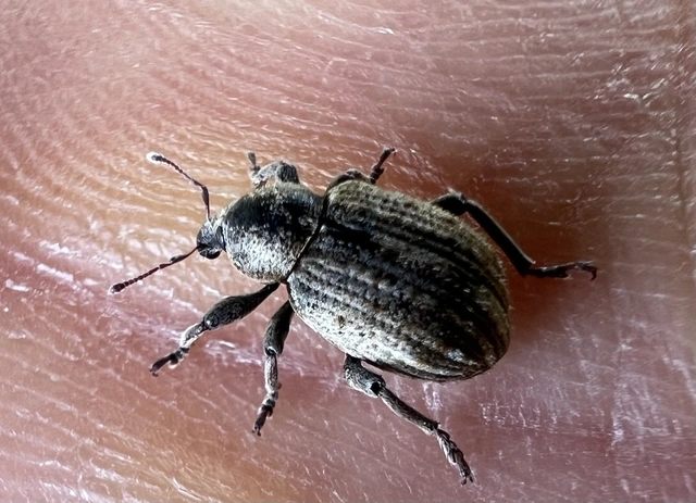 Brachypera zoilus - lucerna-gubósormányos
