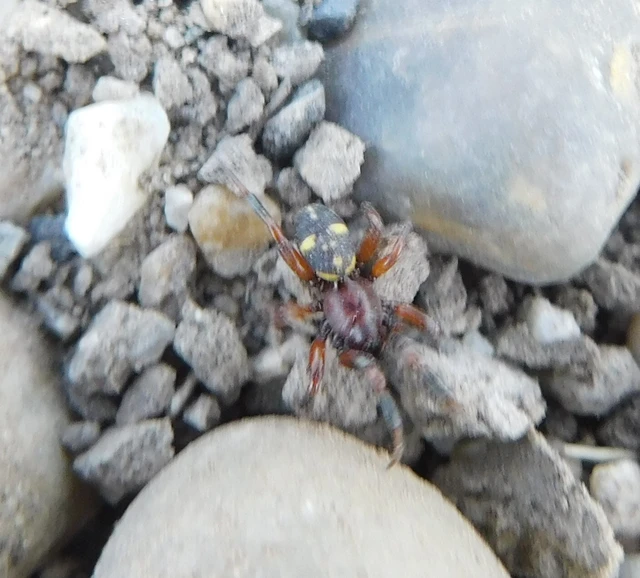 Asagena phalerata/meridionalis