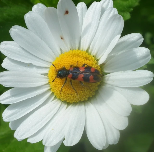 Trichodes favarius - hatfoltos méhészbogár
