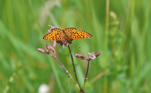 Boloria selene - fakó gyöngyházlepke