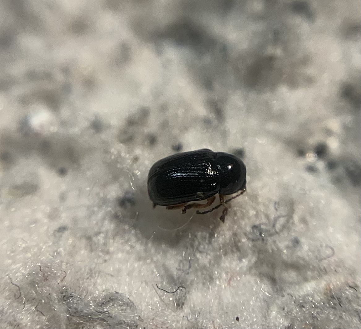 Cryptocephalus ocellatus