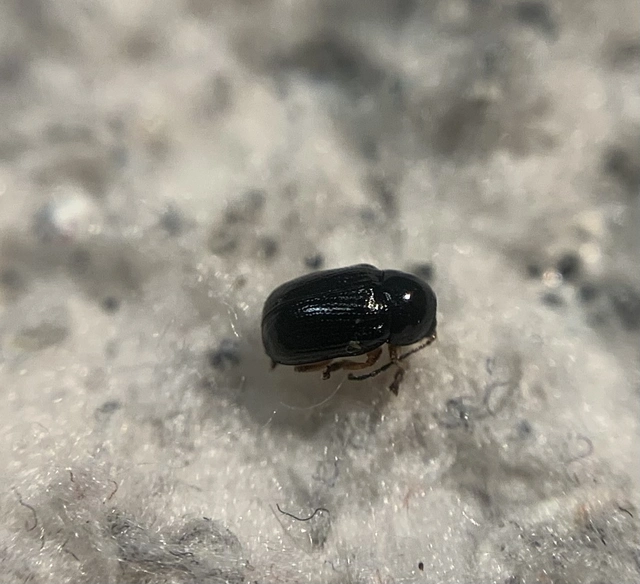 Cryptocephalus ocellatus