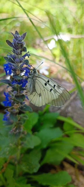 Parnassius mnemosyne - kis apollólepke