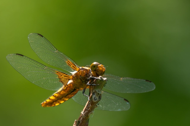 Libellula depressa - széles laposacsa